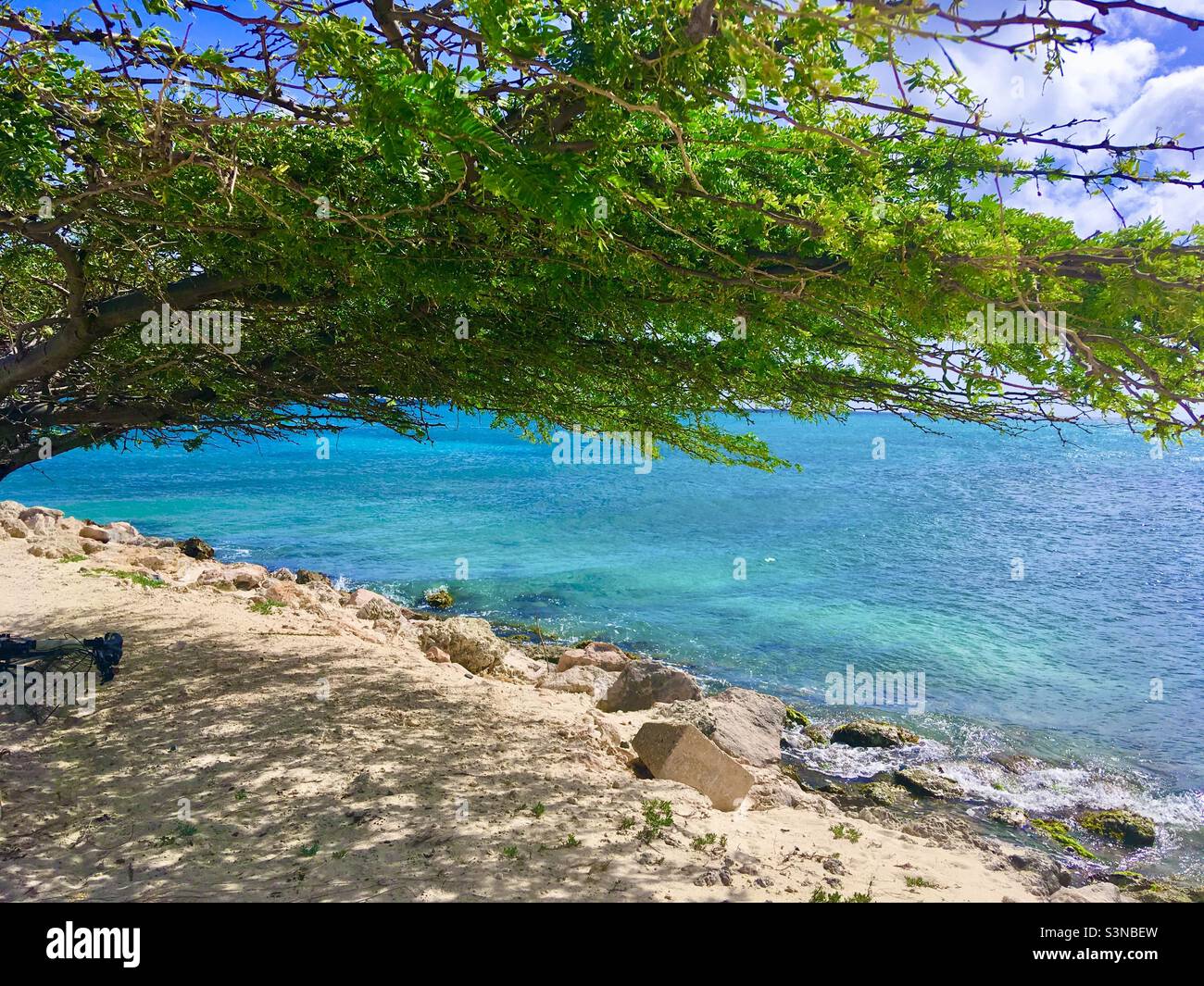 Aruba tree by turquoise ocean Stock Photo