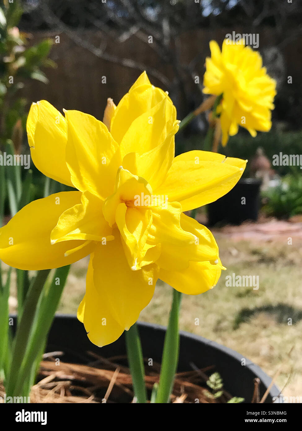 Springtime bright and cheerful yellow colored daffodils growing outdoors. Stock Photo