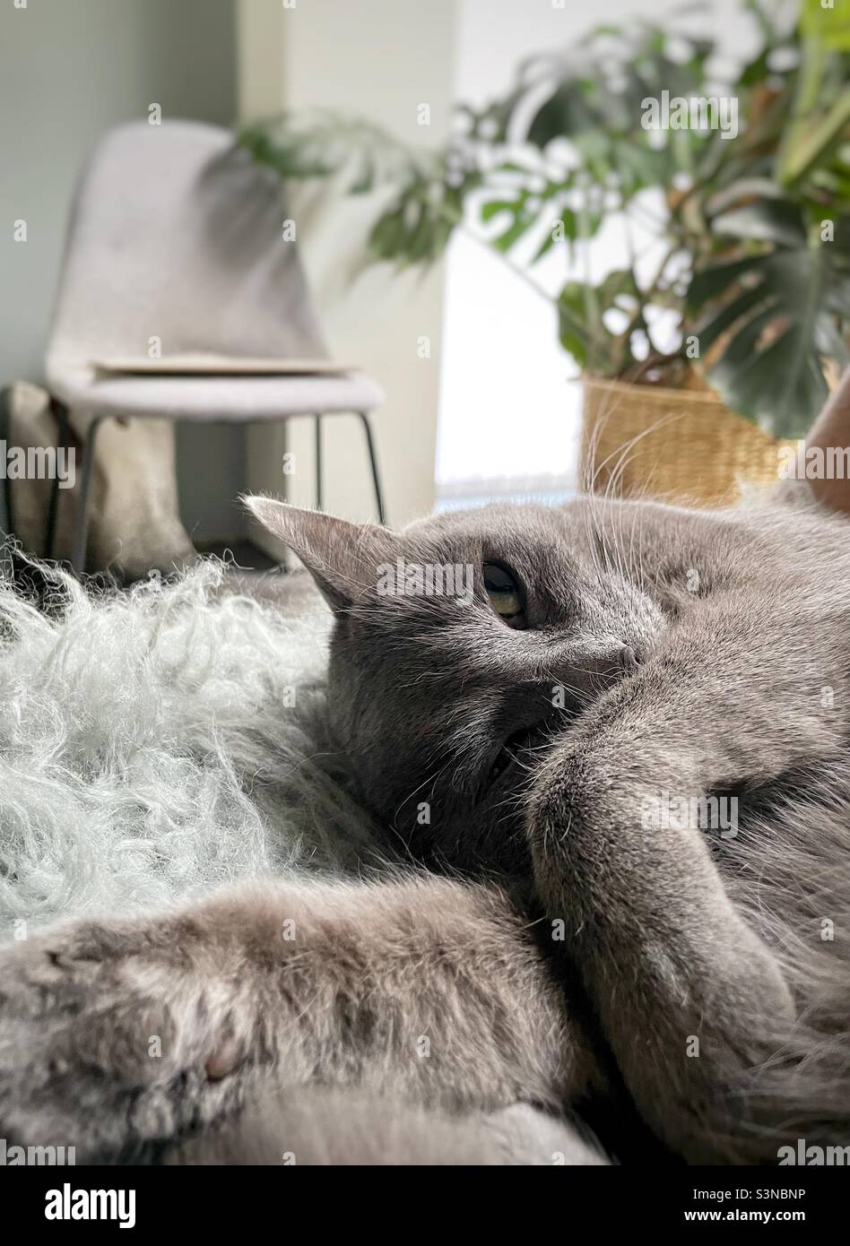 Sleepy shorthair cat looking at the camera - Smartphone Captured Stock Image