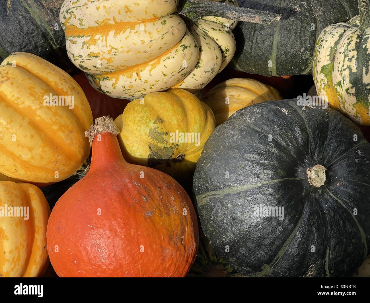 Gourds and Squashes Stock Photo Alamy
