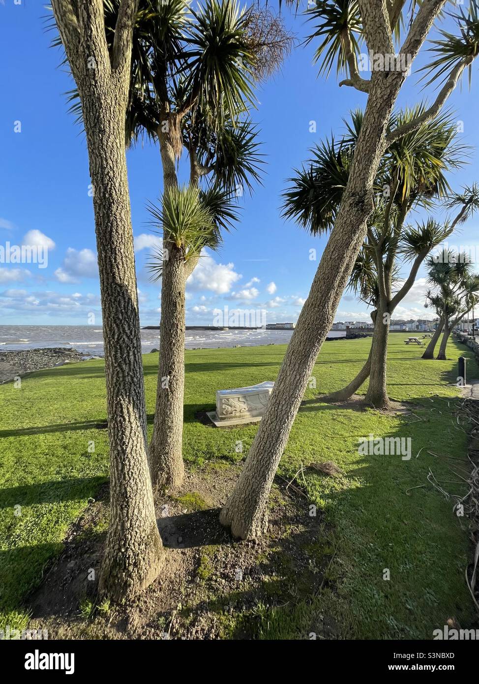 Palm Trees on Shore Street, Donaghadee (as seen on the BBC series “Hope