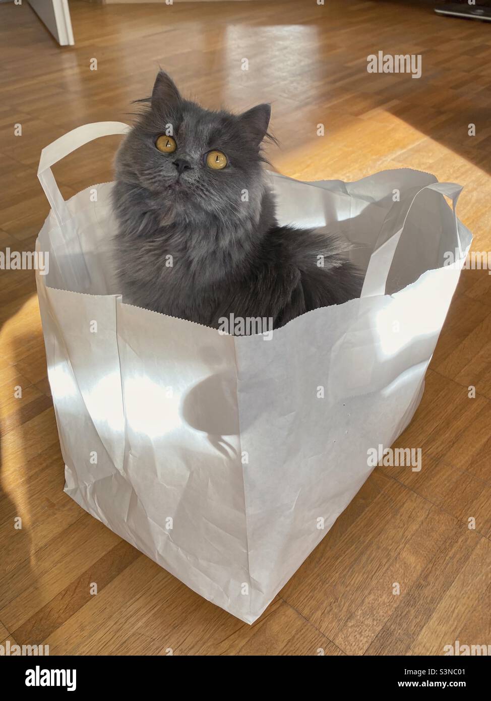 Young Blue Persian cat sitting in a paper bag on a wooden floor. Stock Photo