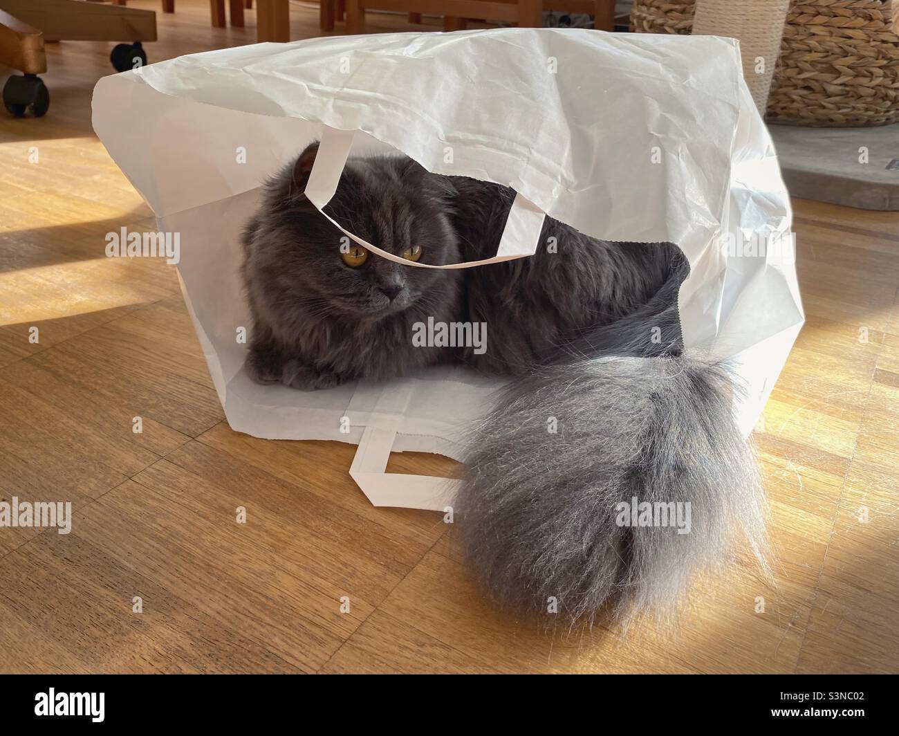 Young Blue Persian cat with big tail hiding in paper bag. Stock Photo