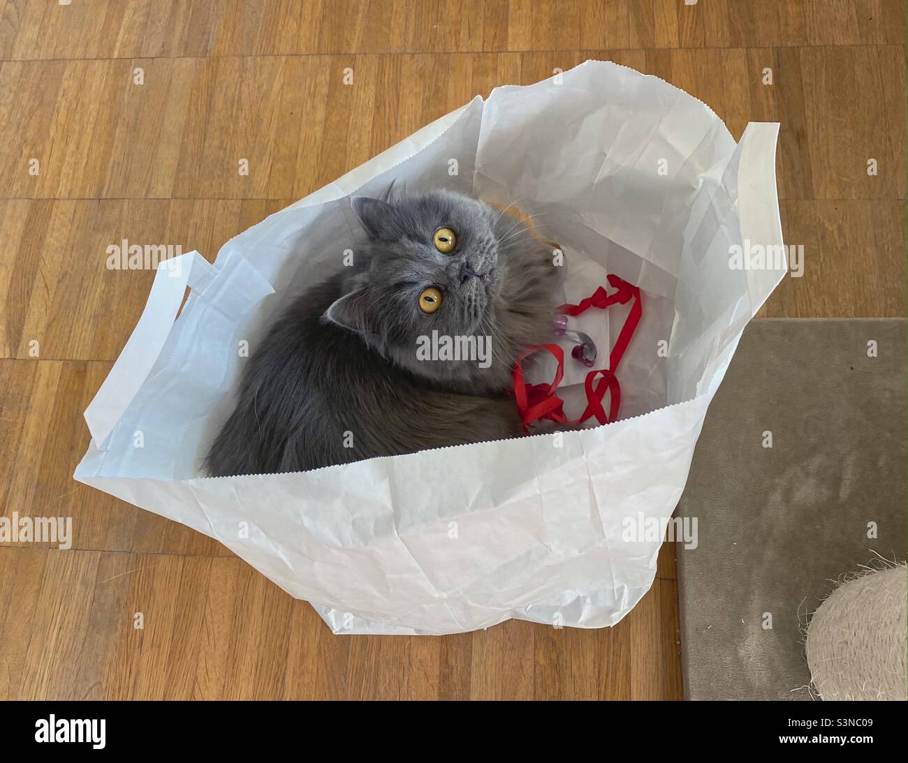 Young Blue Persian cat sitting in a paper bag with red ribbon. Stock Photo