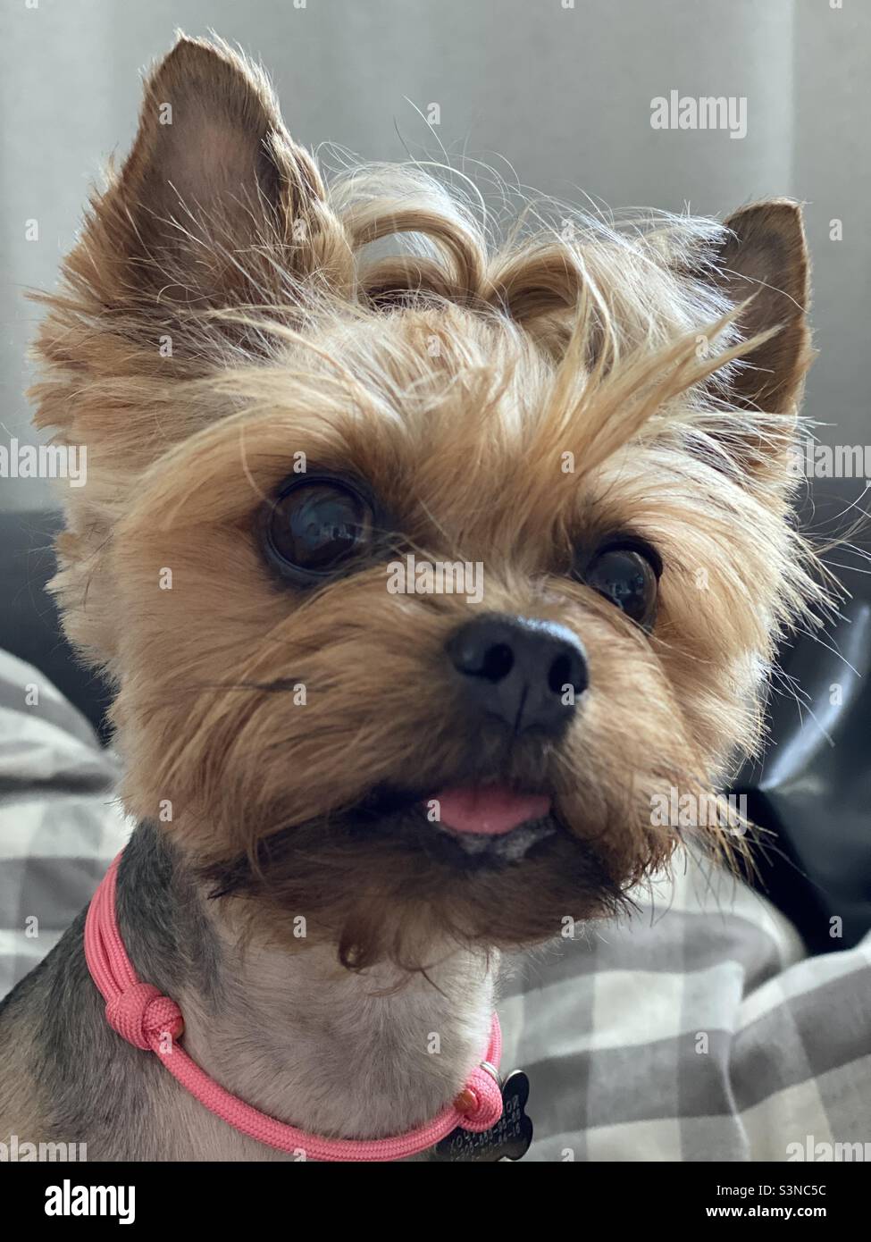 Yorkshire terrier dog portrait - Smartphone Captured Stock Image