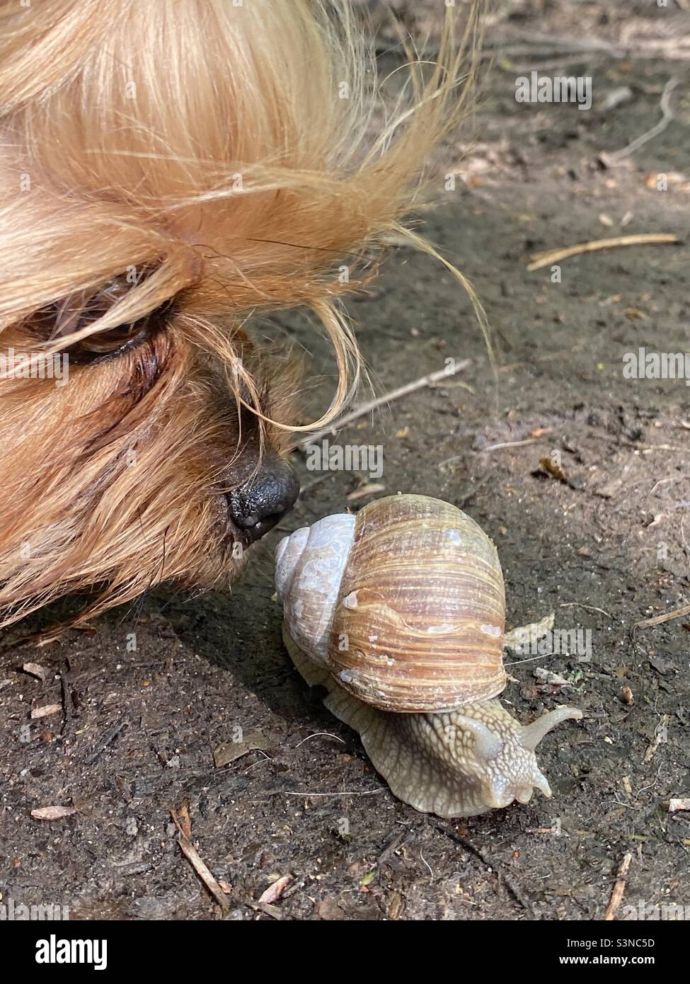 yorkshire terrier sniffing a big snail - Smartphone Captured Stock Image