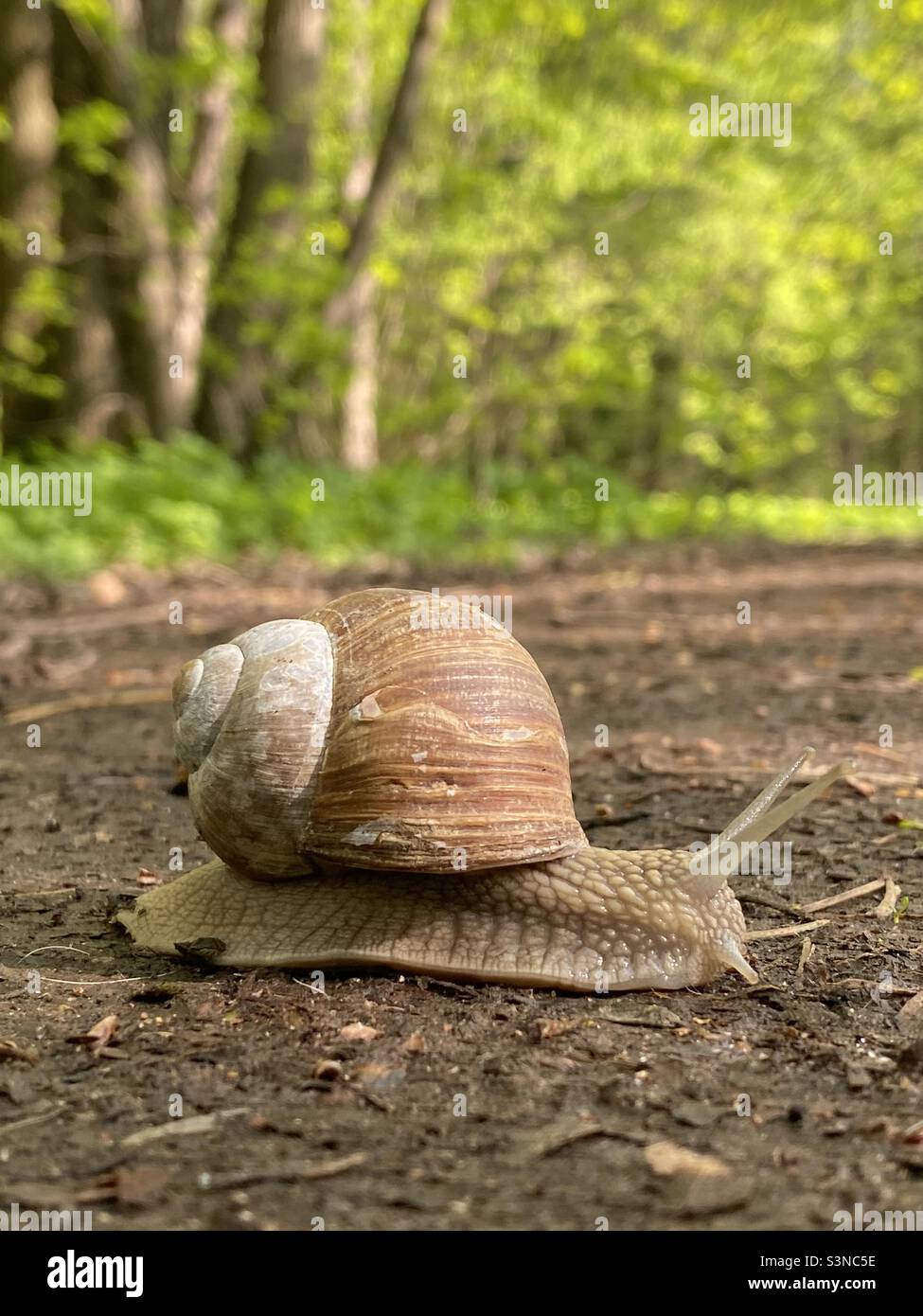 a large snail crawls along the path in the park - Smartphone Captured Stock Image