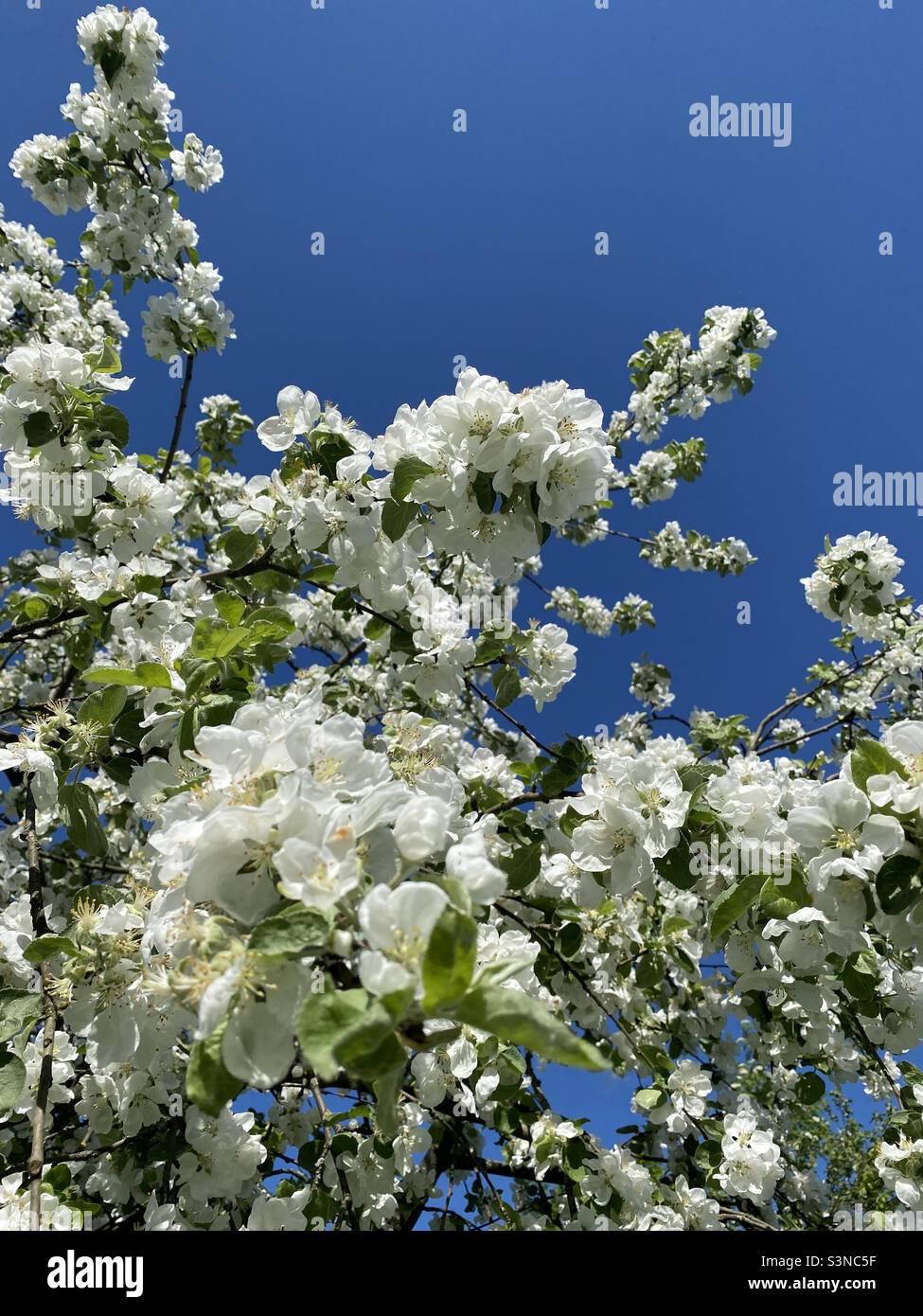 blooming apple tree against the blue sky - Smartphone Captured Stock Image