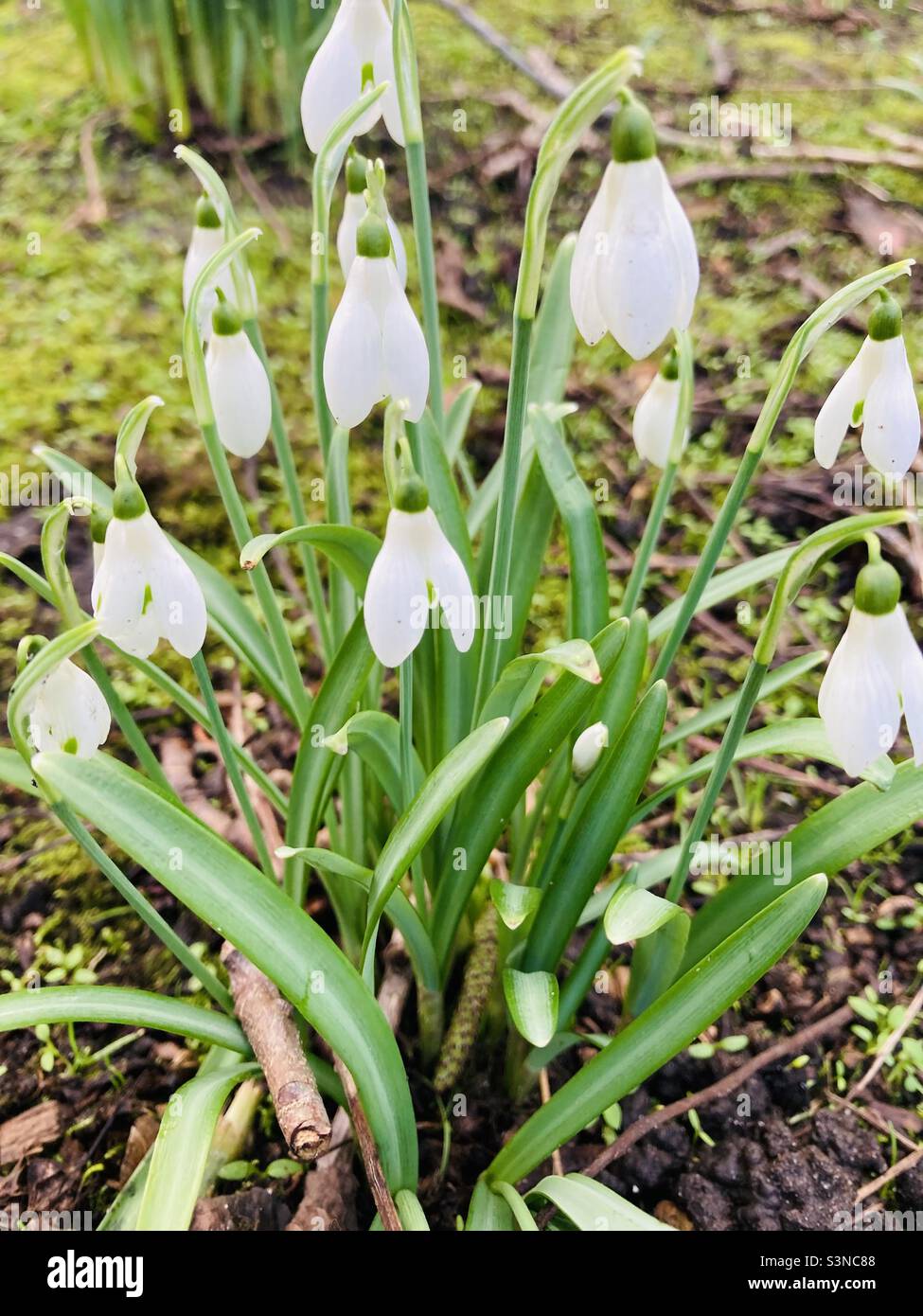 Snowdrops in the Spring - Smartphone Captured Stock Image