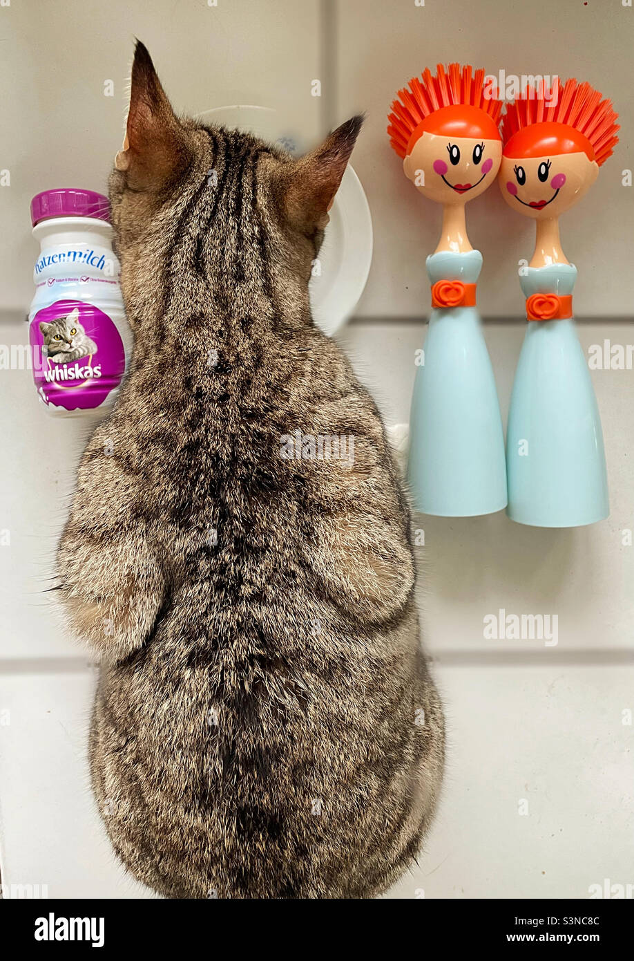 It is a real cat with decoration! Stock Photo