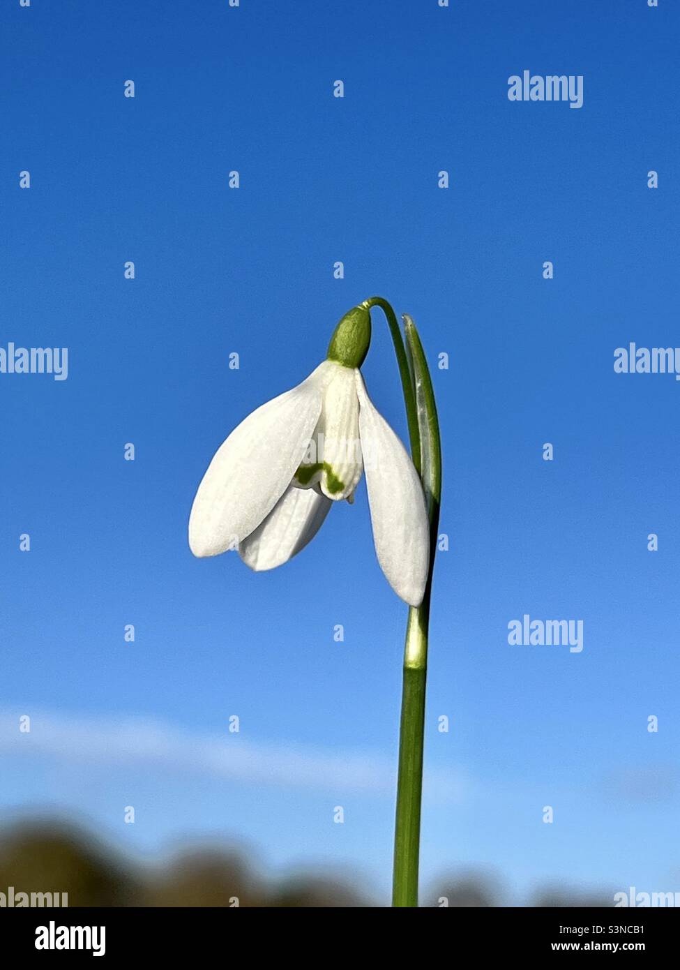 Single snowdrop against a blue sky - Smartphone Captured Stock Image