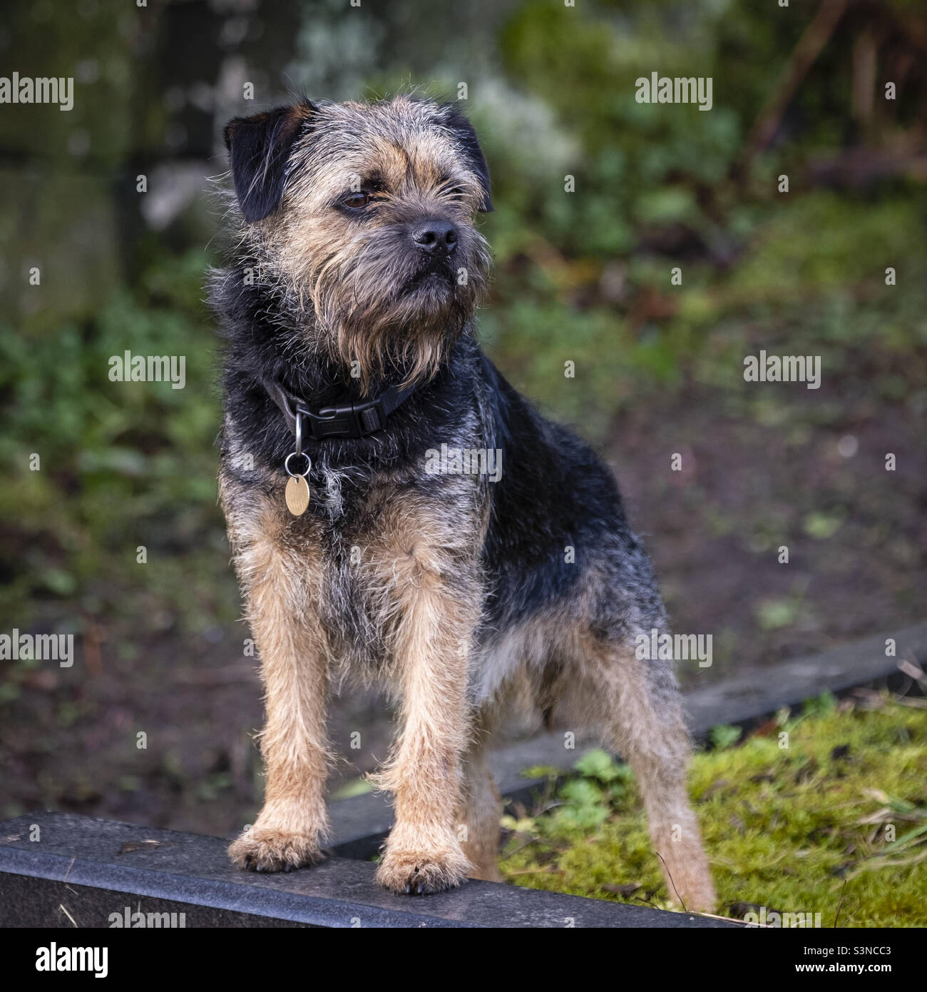 Border Terrier, Dog. Stock Photo