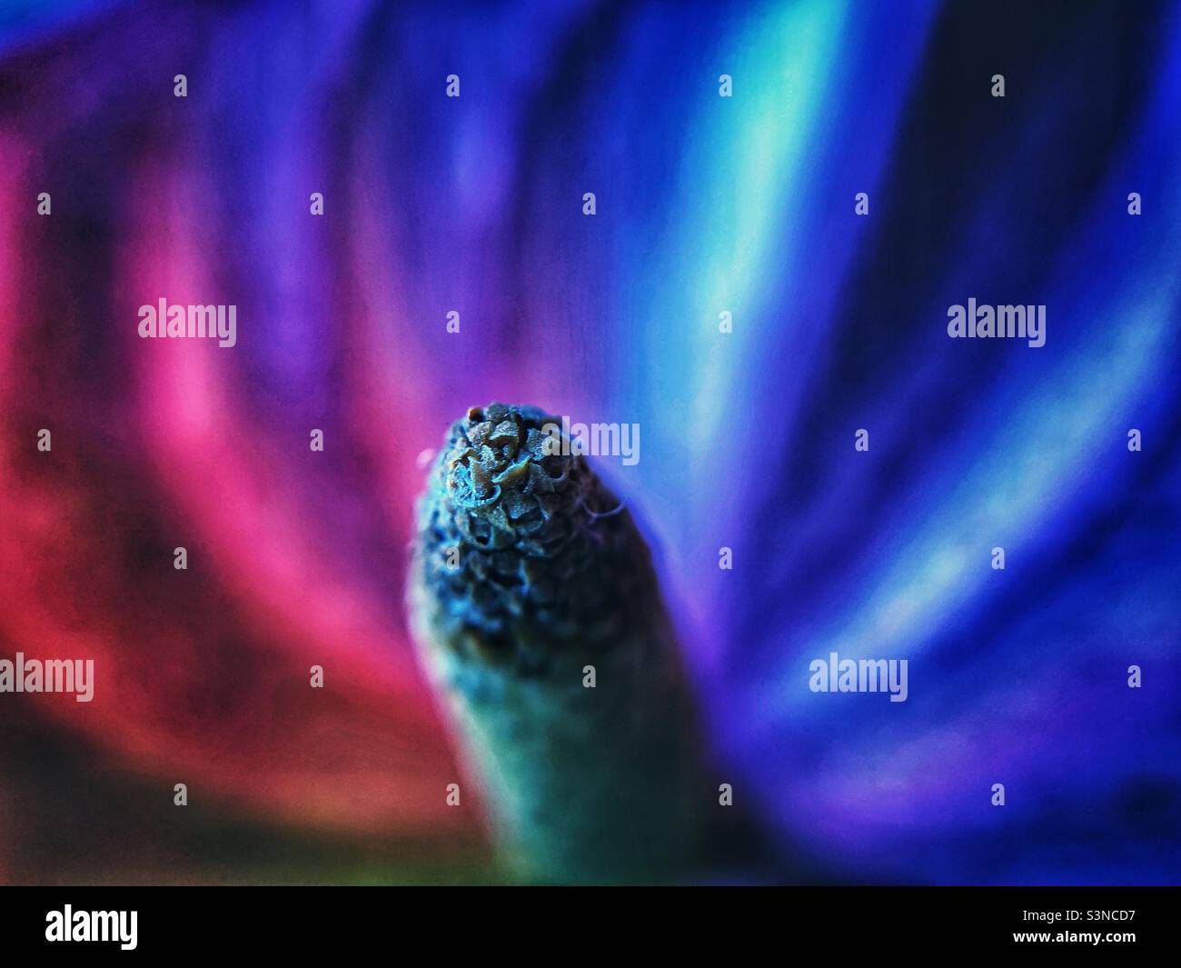 Close up photo of anthurium - Smartphone Captured Stock Image