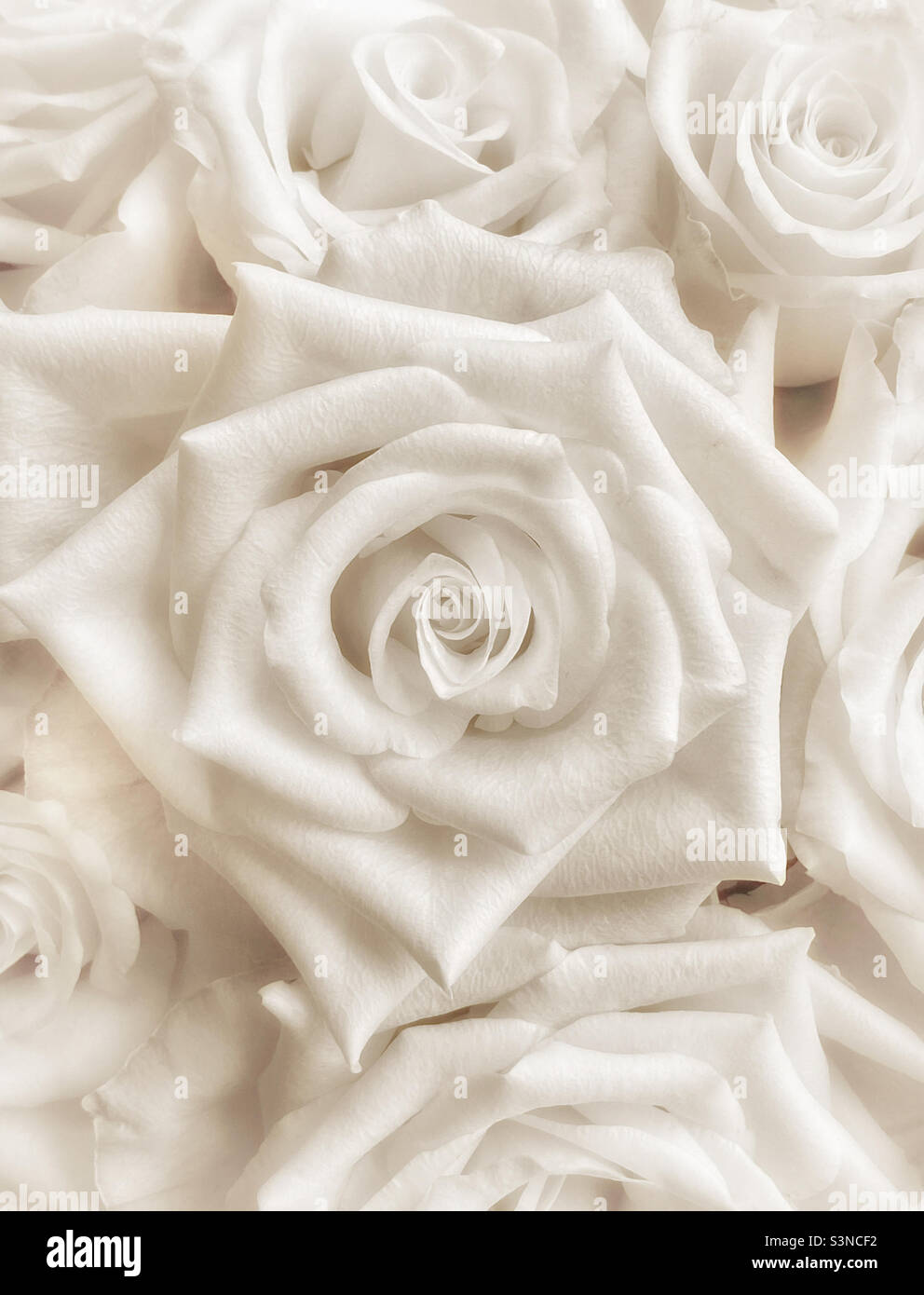 A dreamy picture of rose petals. A serene image that is relaxing and comforting. Photo ©️ COLIN HOSKINS. - Smartphone Captured Stock Image