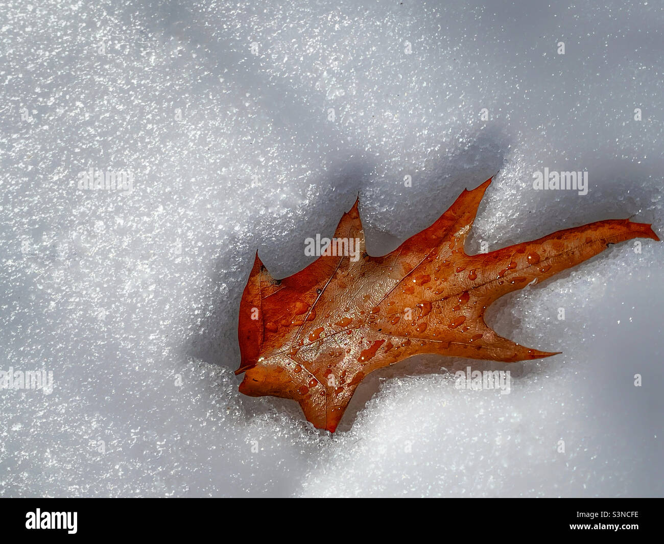 Autumn leaf on melting snow Stock Photo