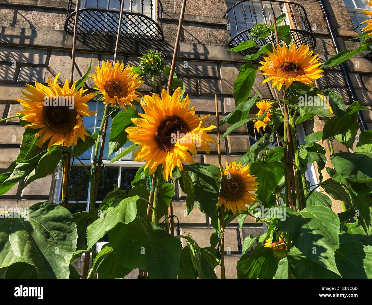 Sunflowers blooming in a city garden - Smartphone Captured Stock Image