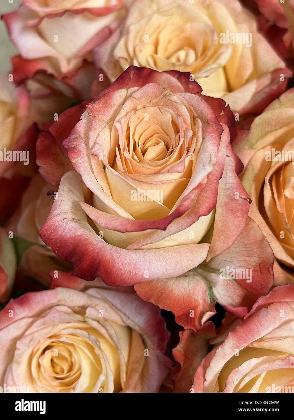 Closeup of peach color roses - Smartphone Captured Stock Image