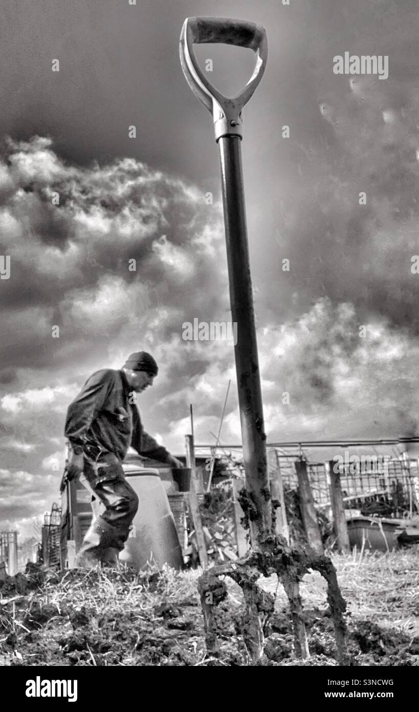 The Gardener. - Smartphone Captured Stock Image