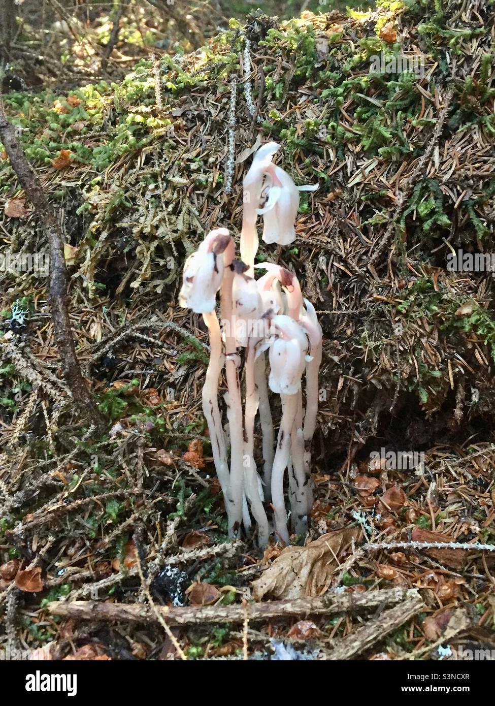 Found this Indian Pipe flower on a hike in Fundy National Park. - Smartphone Captured Stock Image