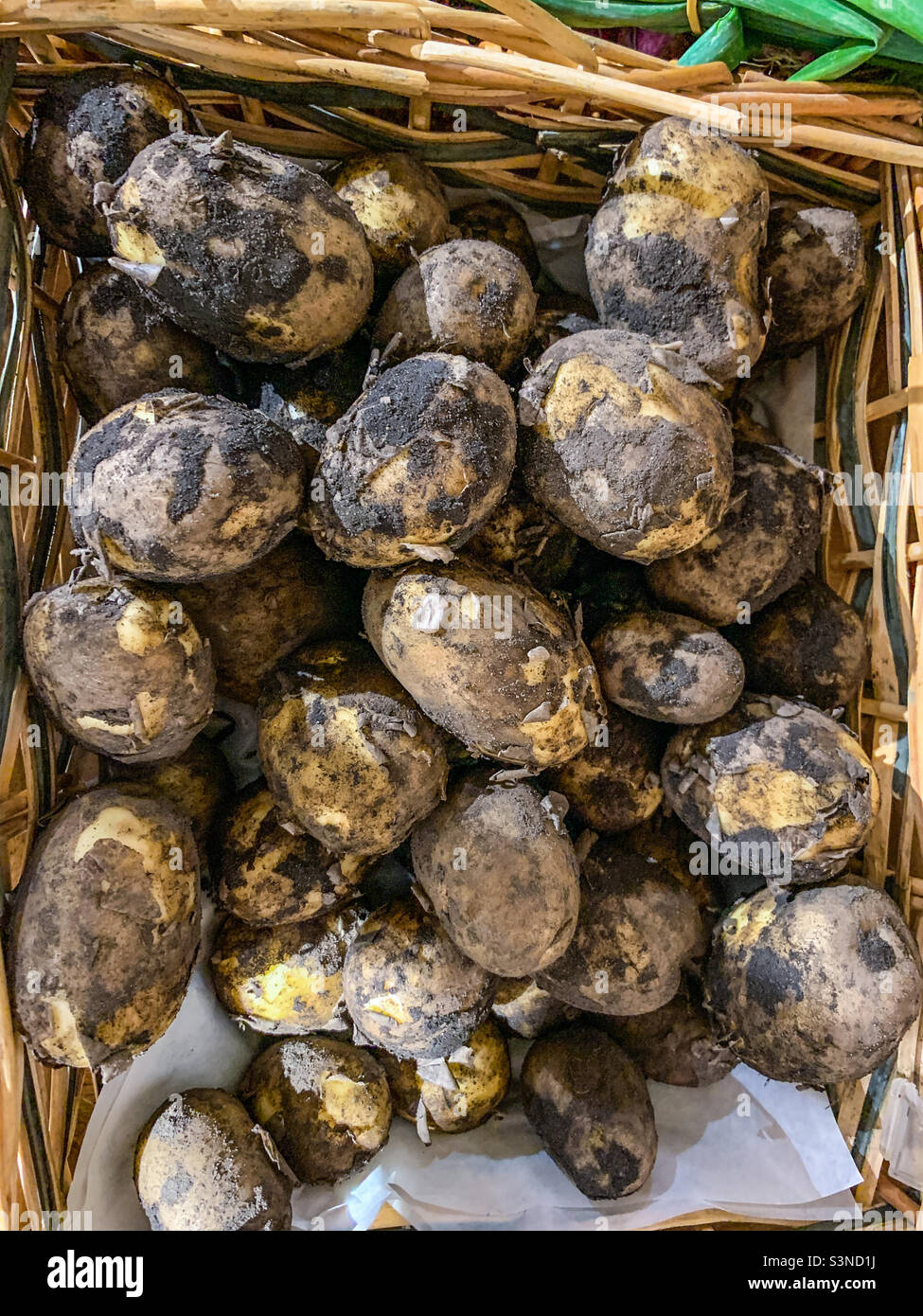 Basket full of muddy potatoes straight from the farmers field - Smartphone Captured Stock Image