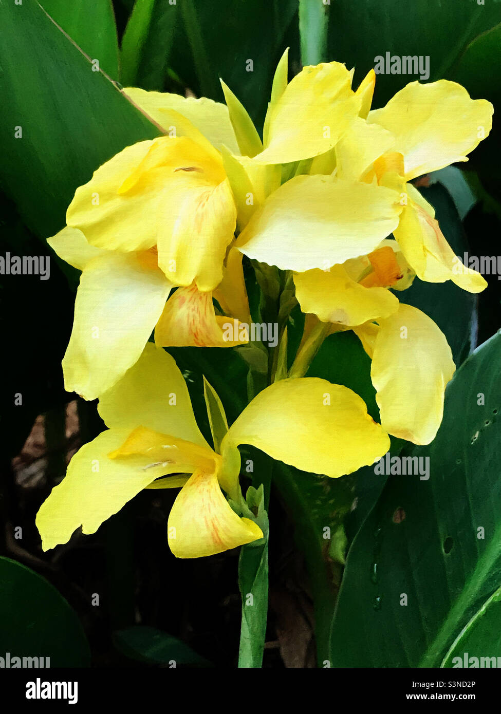 Beautiful yellow colored canna lily flower blossoms. Artistic effects. Stock Photo