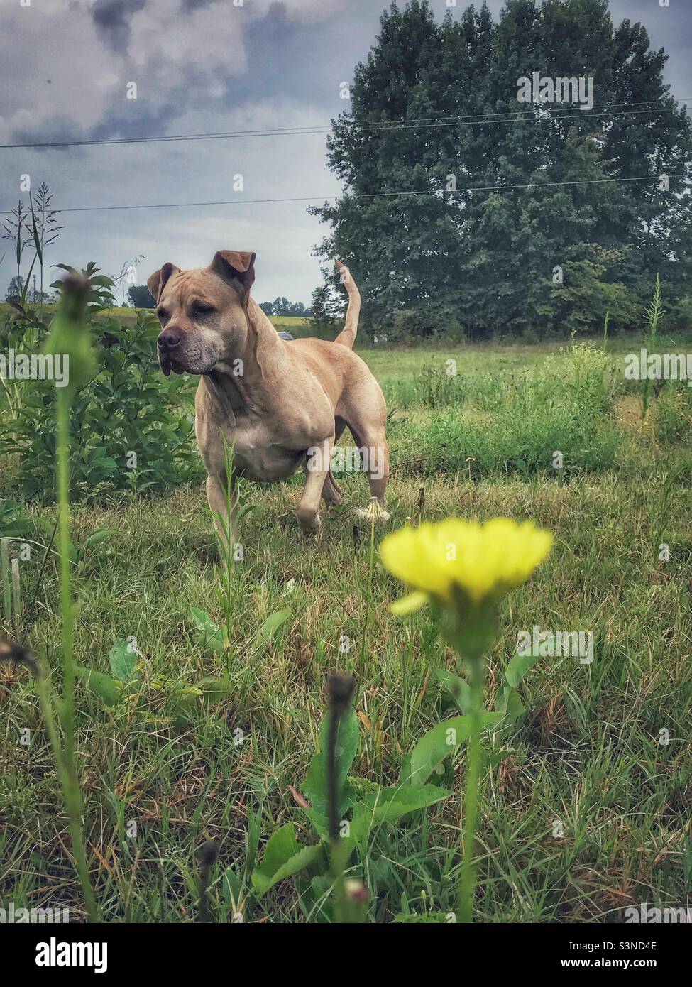 Happy Pit Bull in the field with a dandelion- Stock Photo