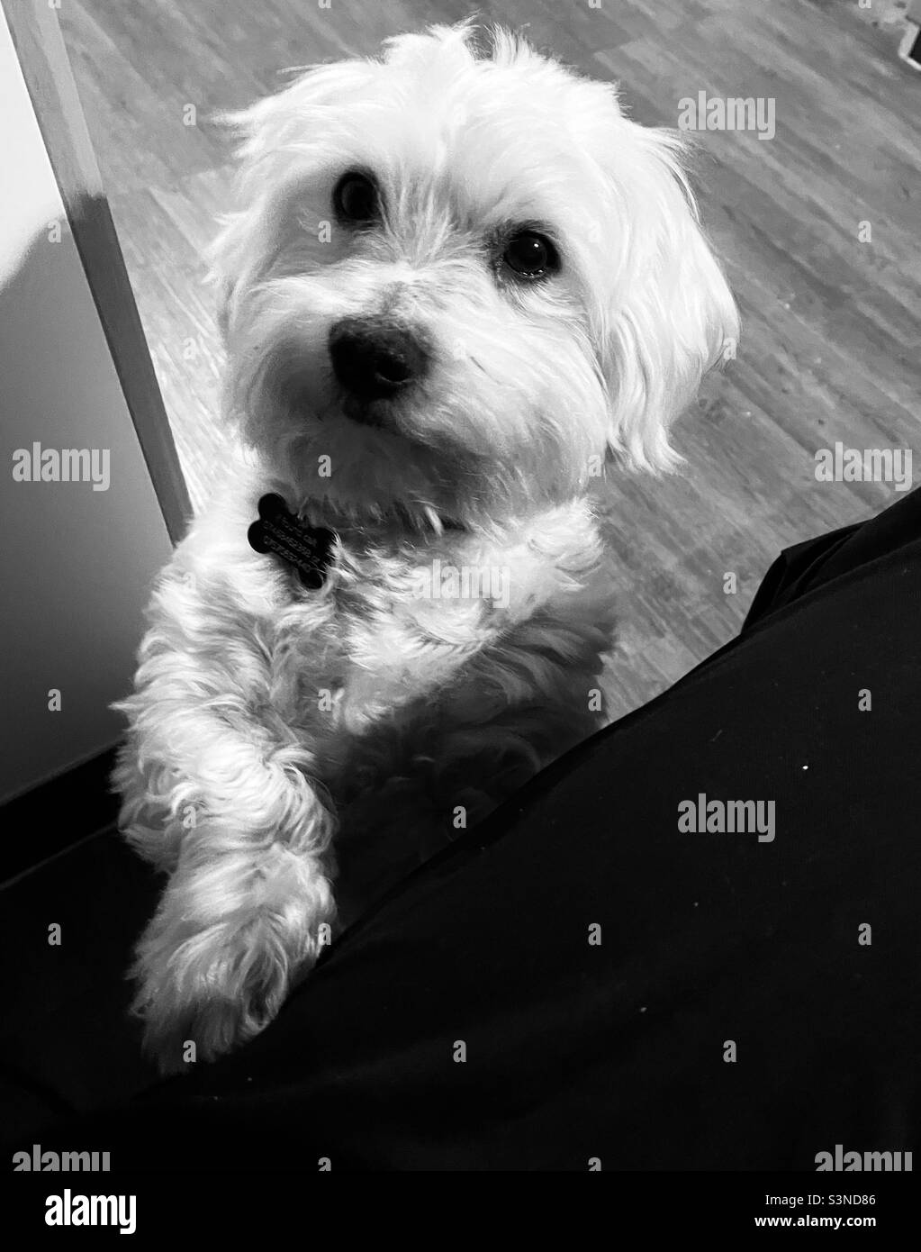 Maltese dog Black and White Stock Photos & Images - Alamy