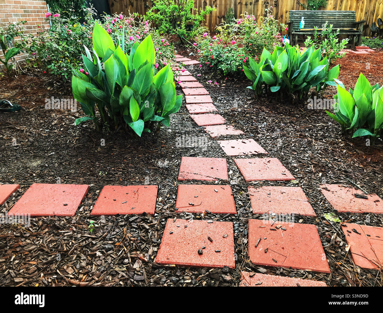 Casual cottage style backyard landscape design with canna and roses along the footpath. Stock Photo