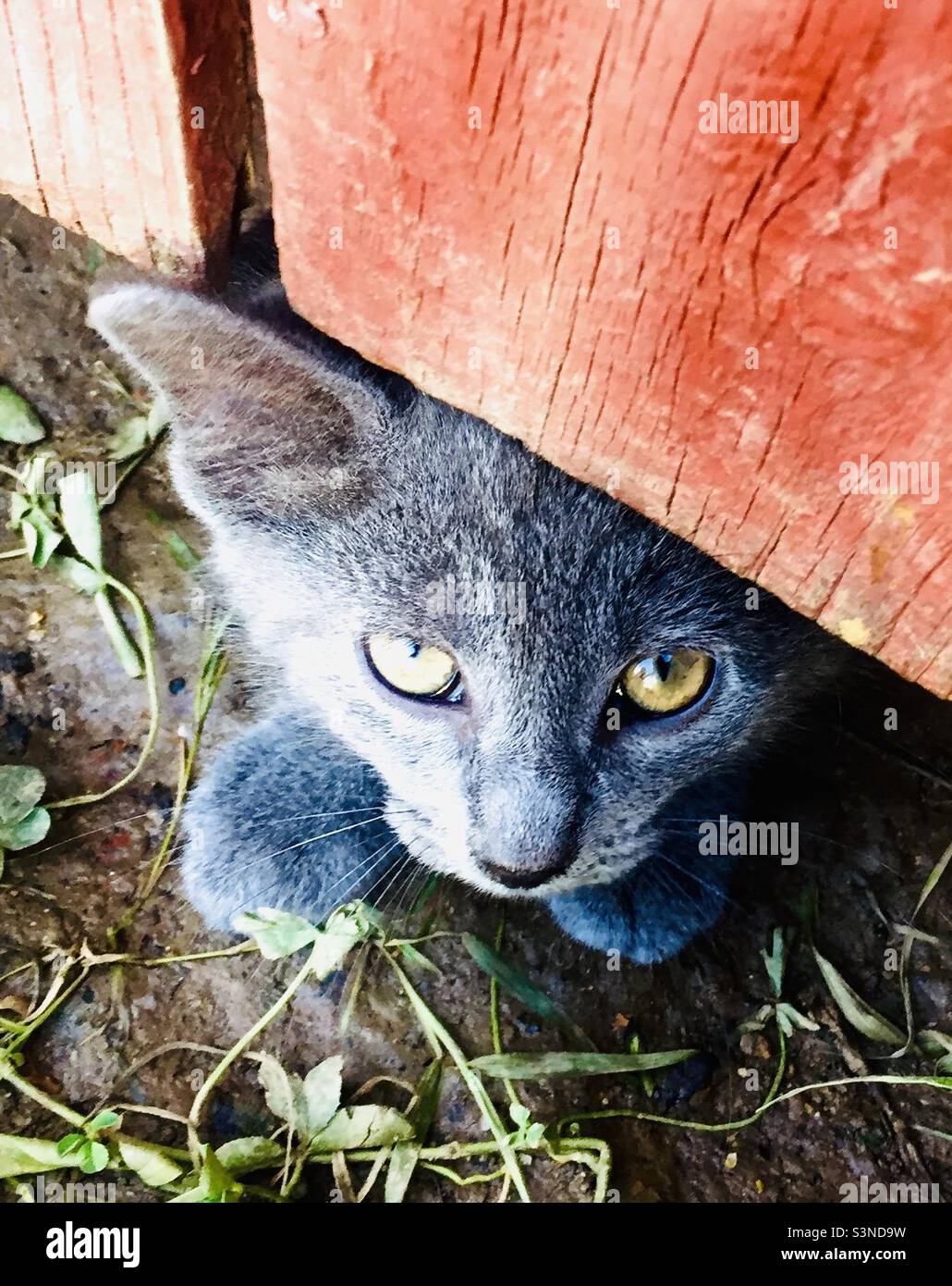 Adorable, shy gray kitten peeks out from under a red fence, hiding place, animal rescue Stock Photo