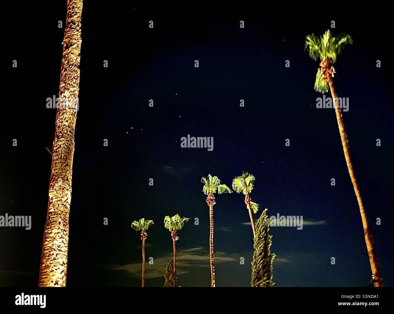 Tall, skinny palm trees against a dark night sky with stars and clouds
