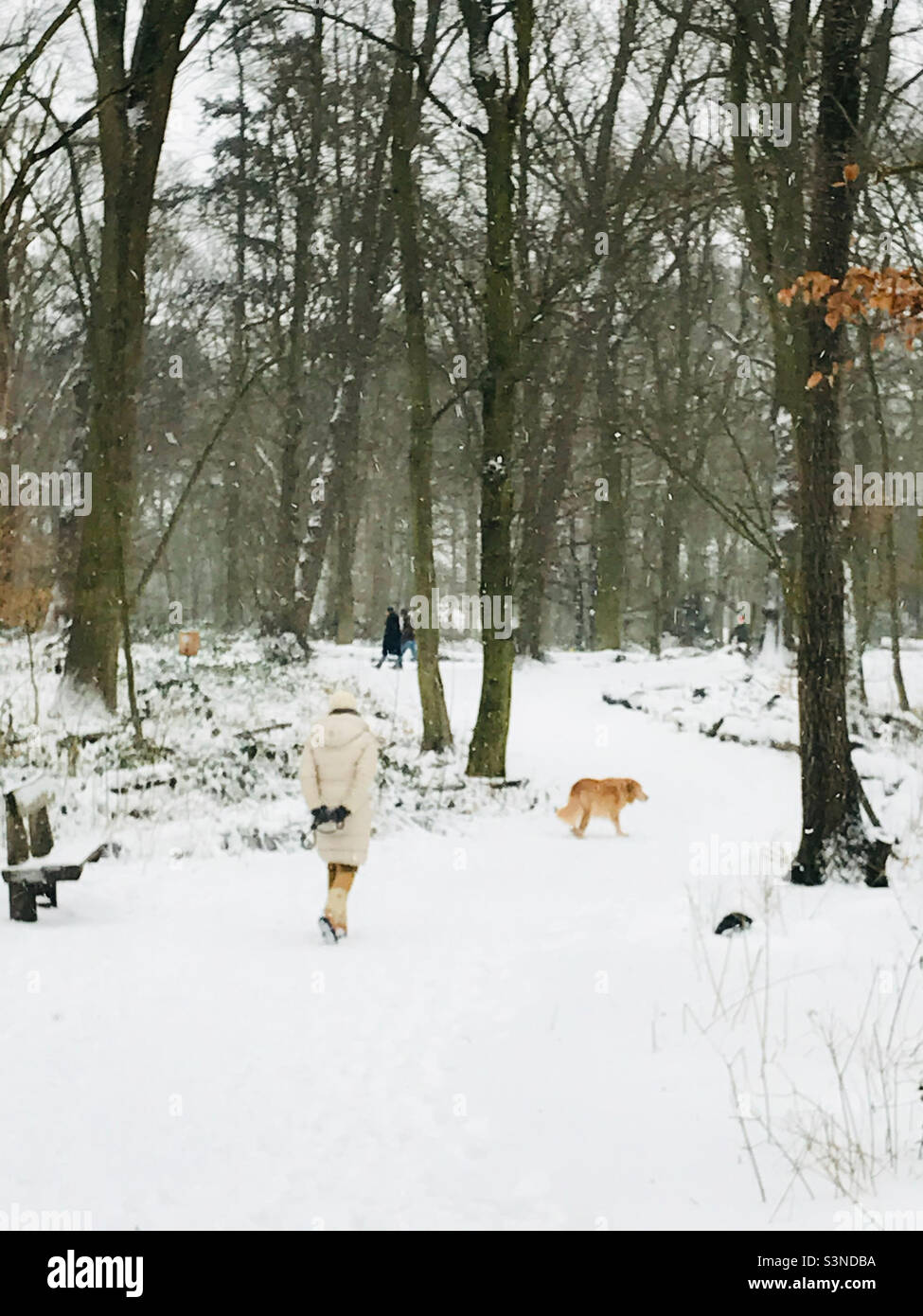 Woman walking her dog in the snowed park- Winter photography Stock Photo