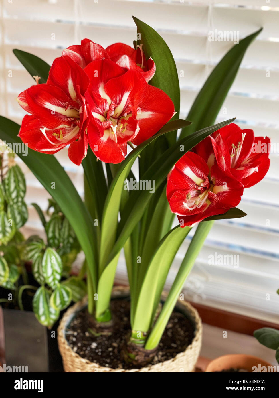 Gorgeous variegated red and white striped Amaryllis flower blossoms. Stock Photo