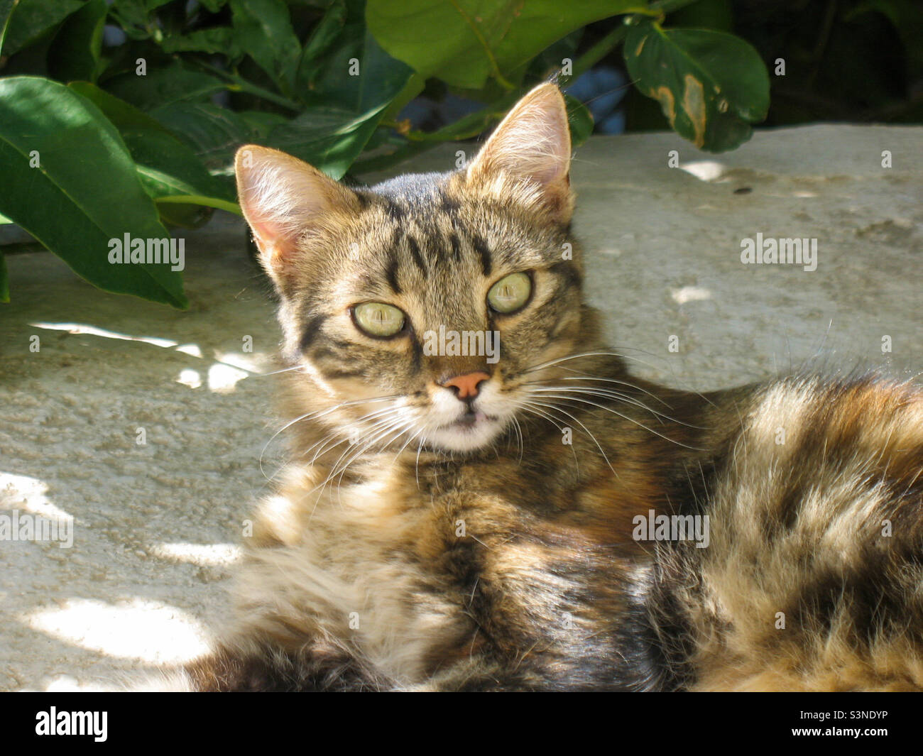 Fluffy Tabby Cat Stock Photo Alamy