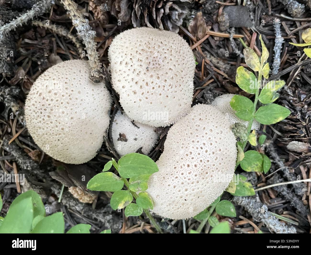 Puffball mushrooms at elevation in Colorado Stock Photo Alamy