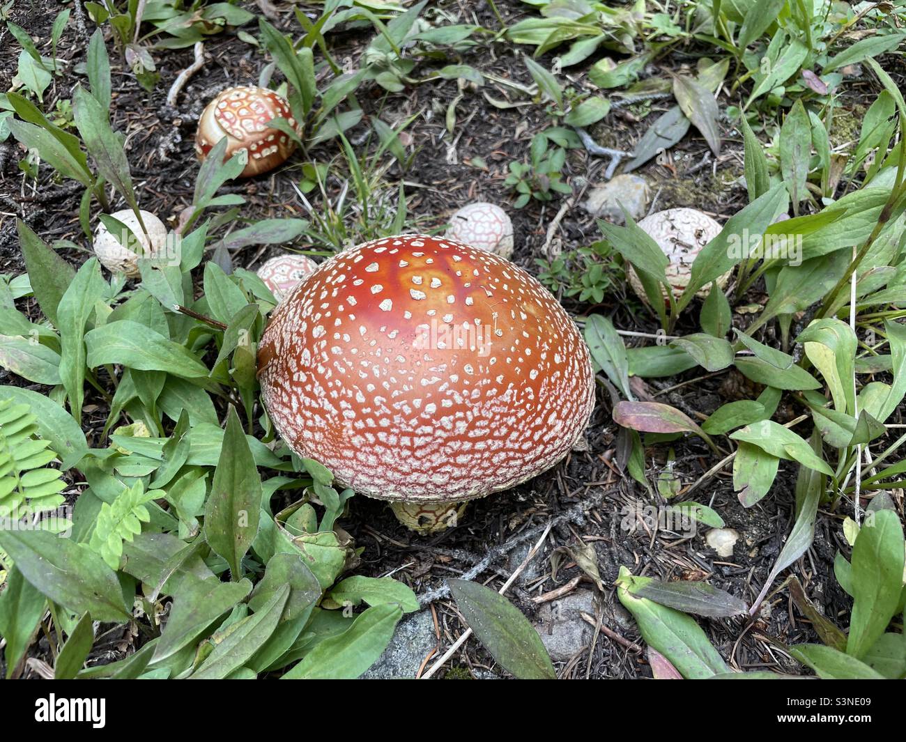 Amanita muscaria mushrooms at elevation in Colorado Stock Photo Alamy