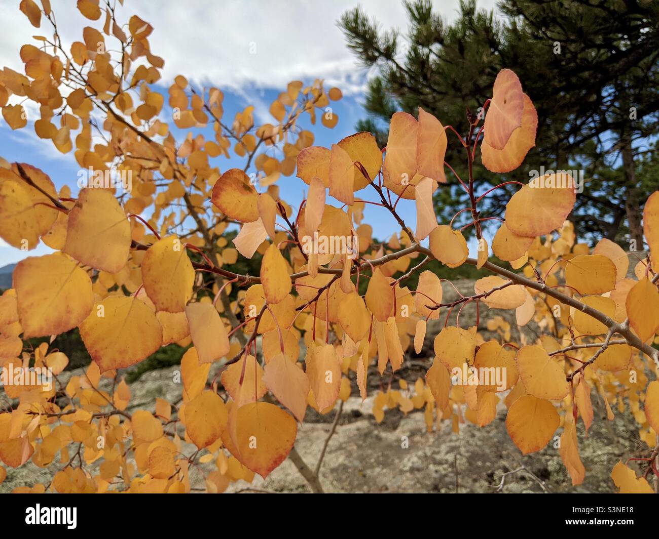 Nearly orange aspen leaves up close in the fall in Colorado Stock Photo