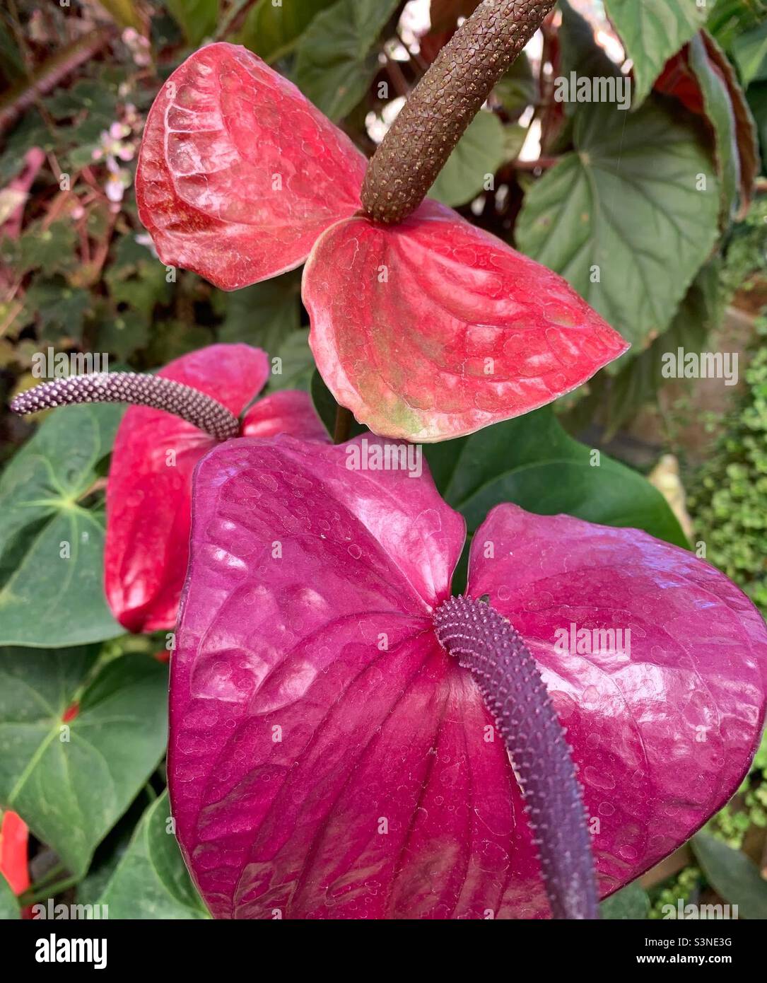 Tropical pink lilies in the Vallarta botanical garden - Smartphone Captured Stock Image