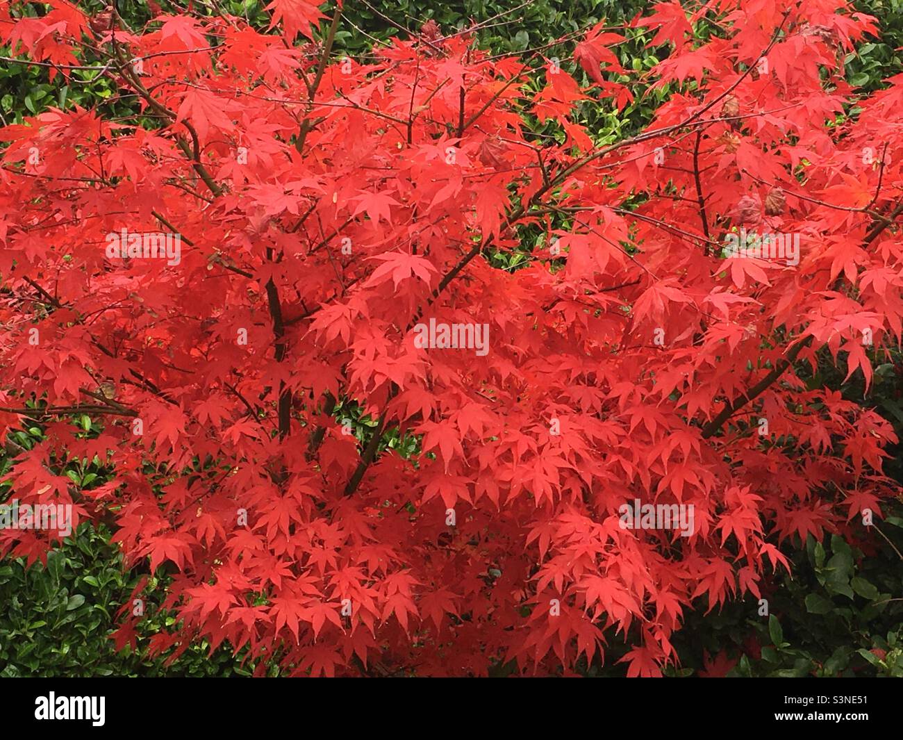 Japanese maple tree, Acer palmatum Osa Kazuki Stock Photo Alamy