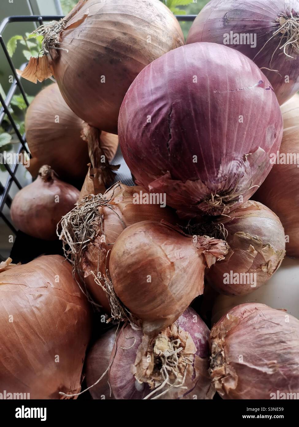Onions varieties. - Smartphone Captured Stock Image Onions varieties. - Smartphone Captured Stock Image