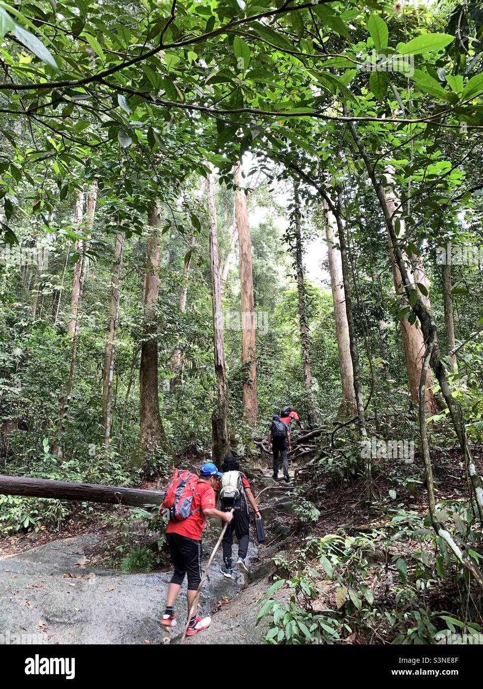jungle trekking in Malaysia tropical forest Stock Photo