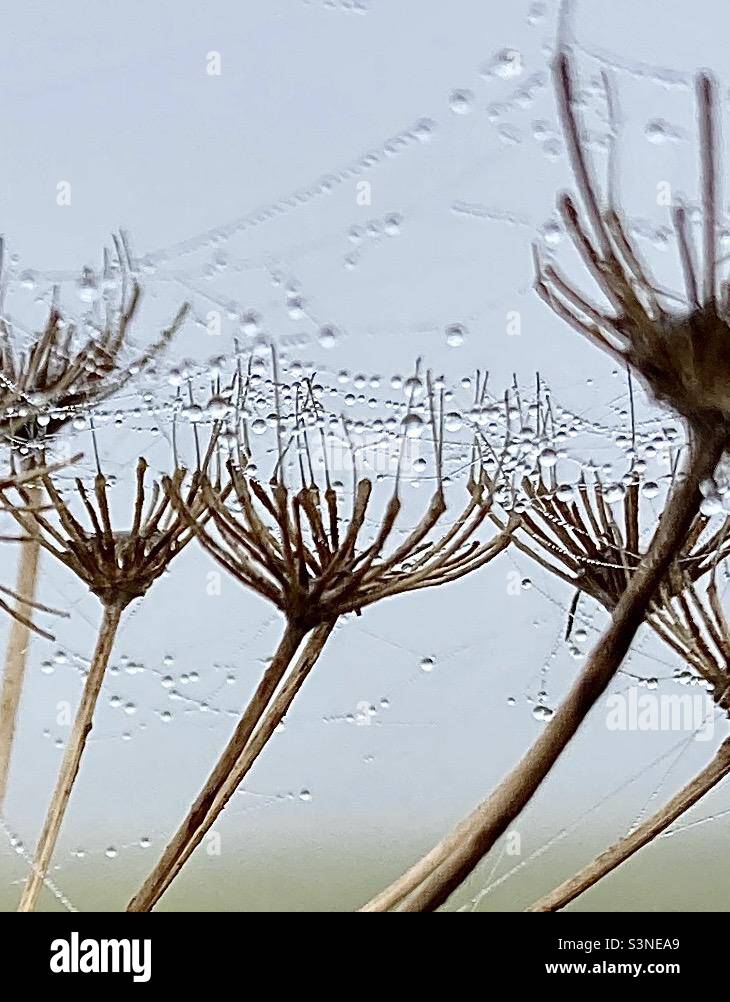 Close up of wild Hogweed with dewdrop and web chain. A common sight in the countryside this image was taken in Norfolk, U.K. colour enhanced to add detail and interest. Stock Photo