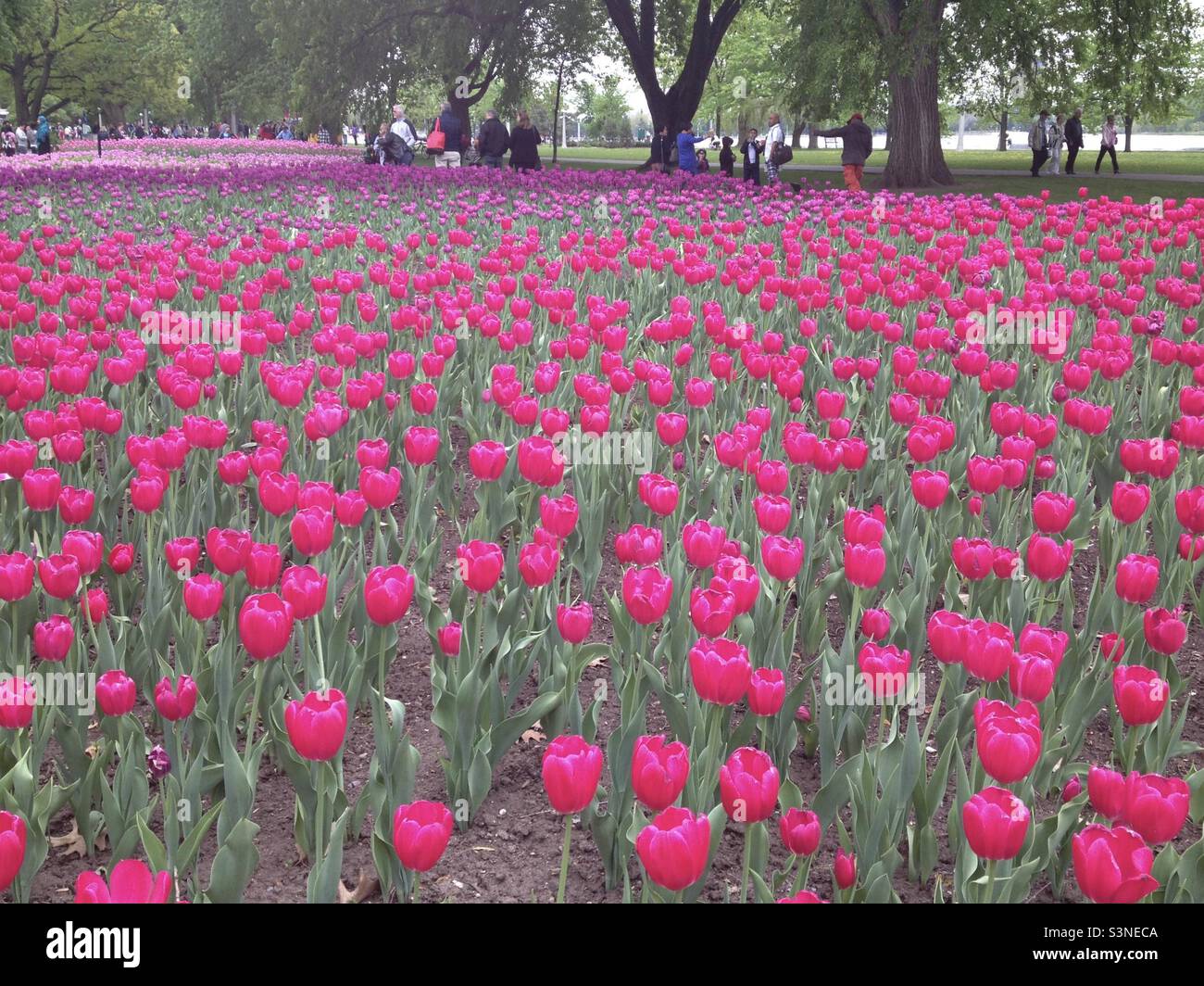 The Canadian Tulip Festival spring colours at their best. - Smartphone Captured Stock Image