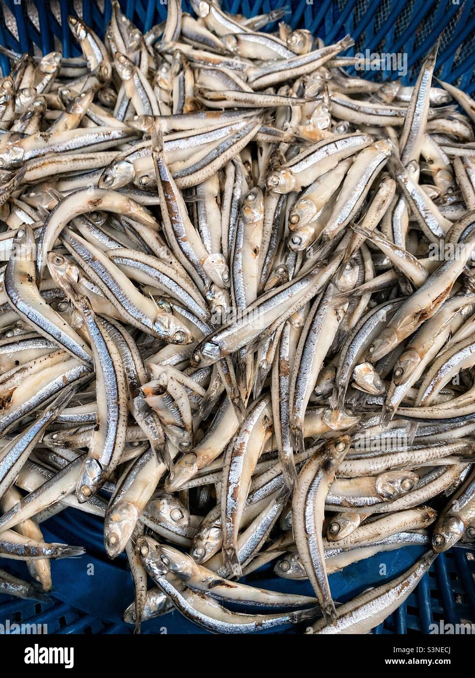 small fresh fish at a local market in Taiwan 2019 - Smartphone Captured Stock Image