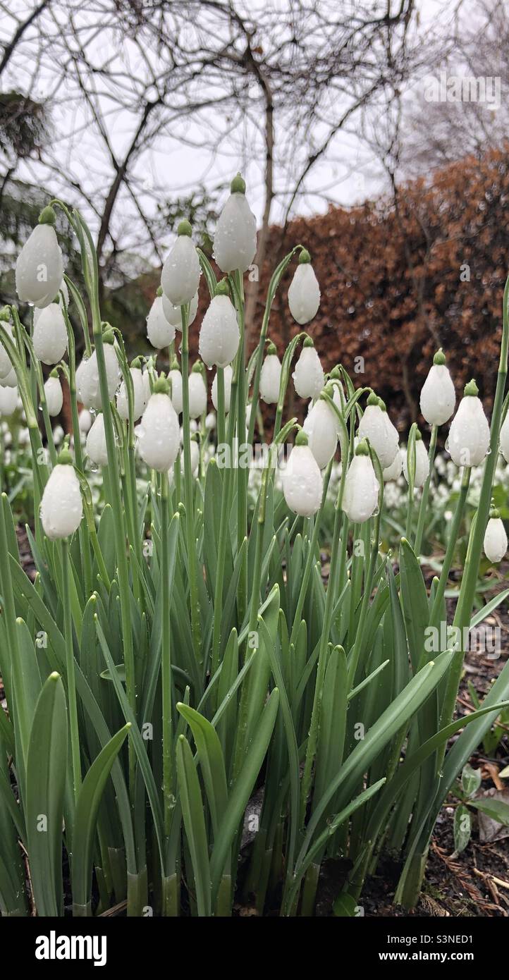 Snowdrops in close up in a garden in February, North Yorkshire, United Kingdom Stock Photo