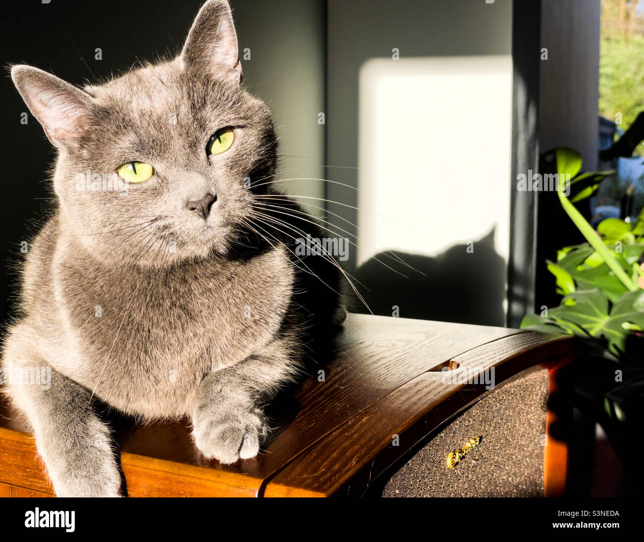 Gray Domestic Cat Posing In The Sunlight Stock Photo Alamy