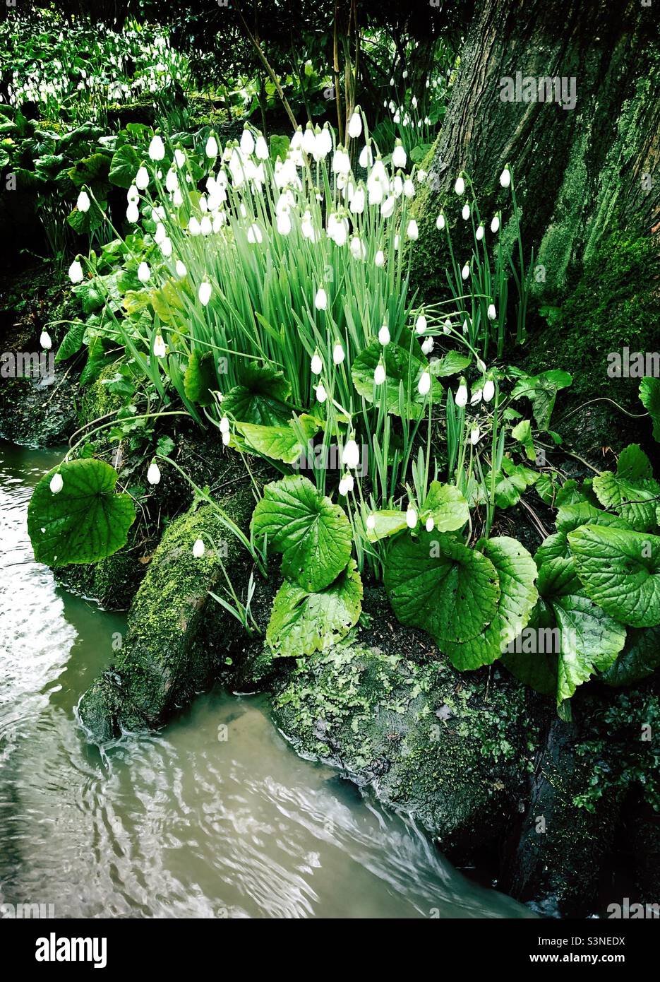 Snowdrops in flower by a garden stream in February, United Kingdom Stock Photo