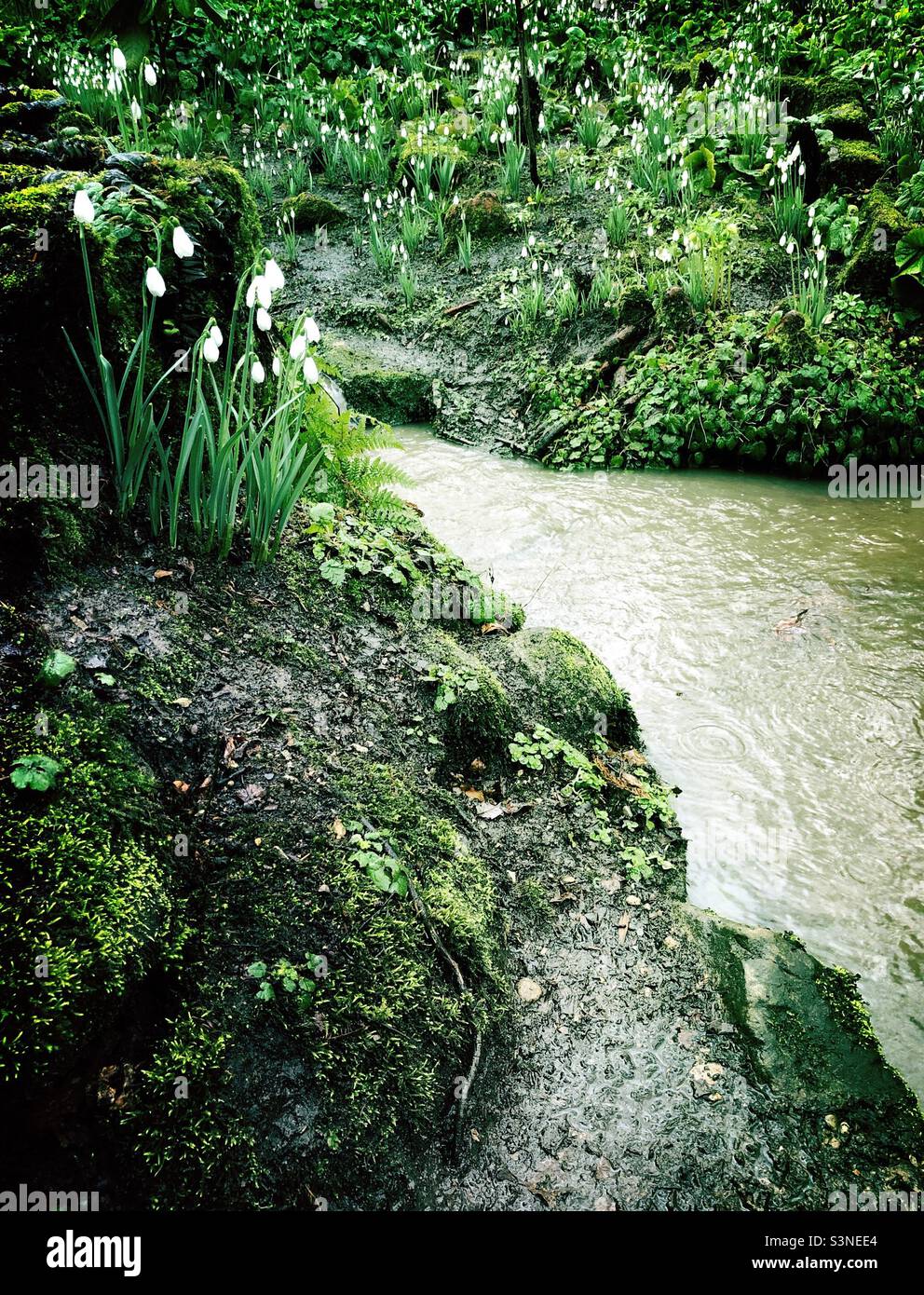 Woodland themed garden with snowdrops in flower by a stream in winter, United Kingdom - Smartphone Captured Stock Image