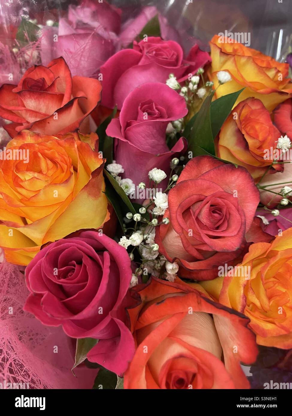 Love for roses hi-res stock photography and images - Alamy