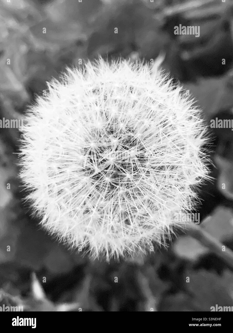 Black and white dandelion hi-res stock photography and images - Alamy