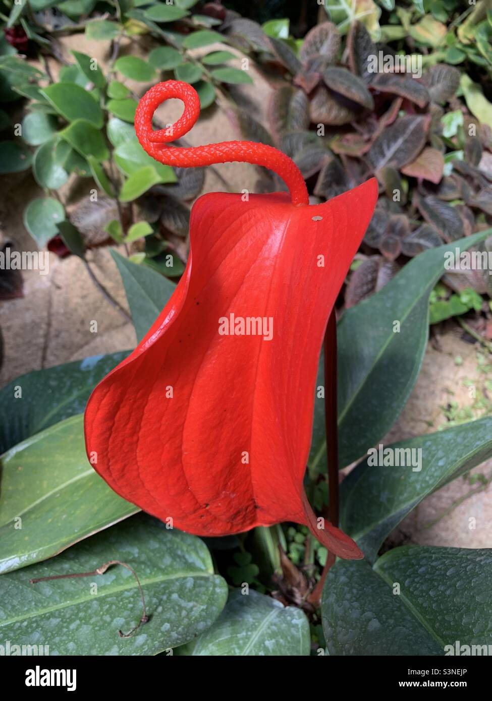 Bright red flamingo lily - Smartphone Captured Stock Image